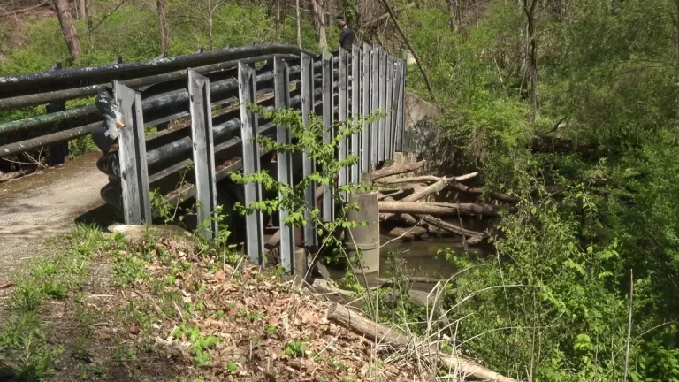 poland forest bridge 1 768x432